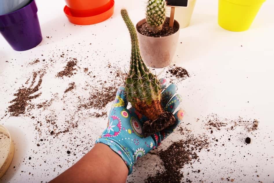 How to Grow a Cactus From Seeds