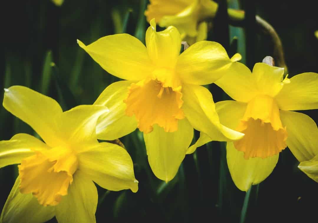Growing Daffodils Indoors