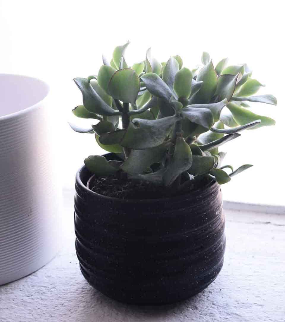 Caring For Your Jade Plant