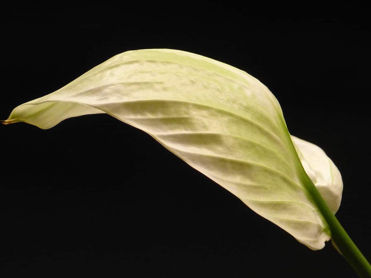 Peace Lily Drooping - Causes and Fixes