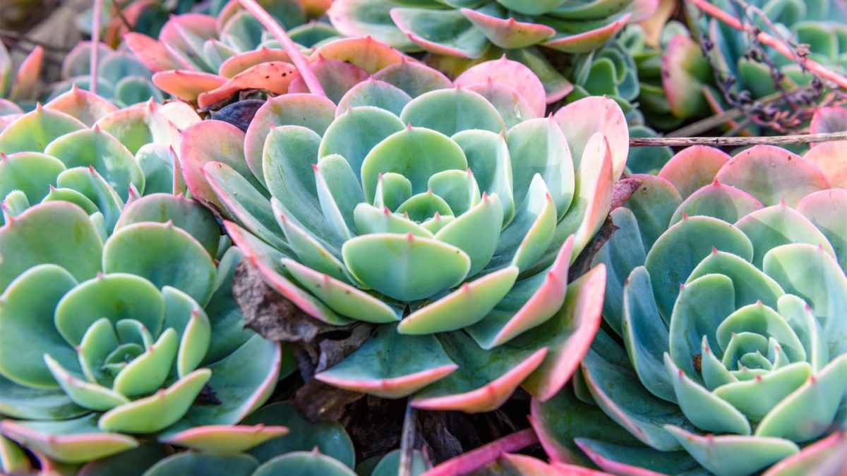 How To Grow Succulents For Beginners