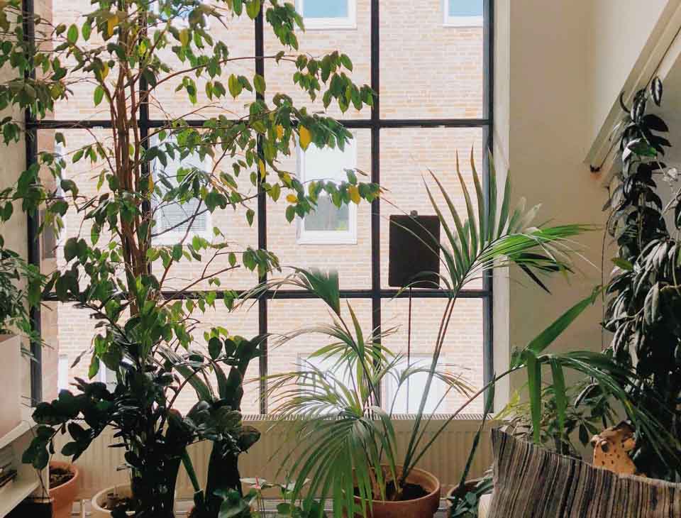 5 Benefits of Having Plants In Your Home