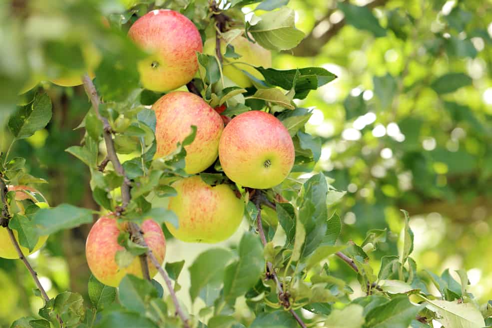 What are Dwarf Fruit Trees?