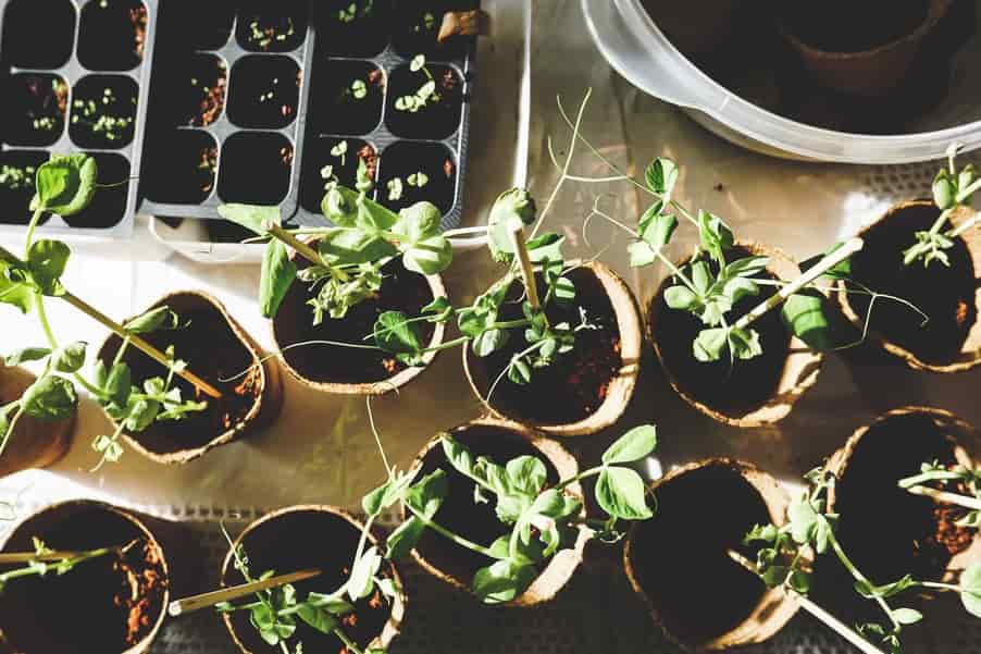 5 Easiest Edible Indoor Garden Plants