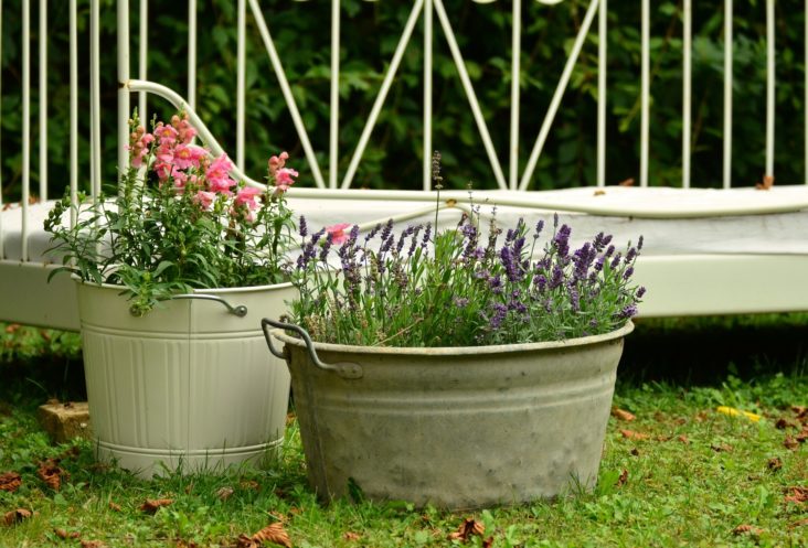 Container Gardening - Everything You Need To Know