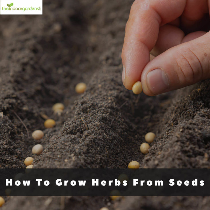 How To Grow Herbs From Seeds