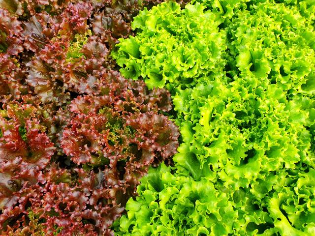 Starting An Indoor Salad Garden
