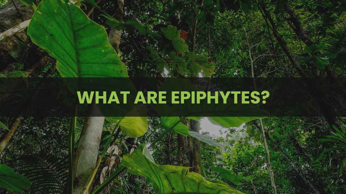 What Are Epiphytes?