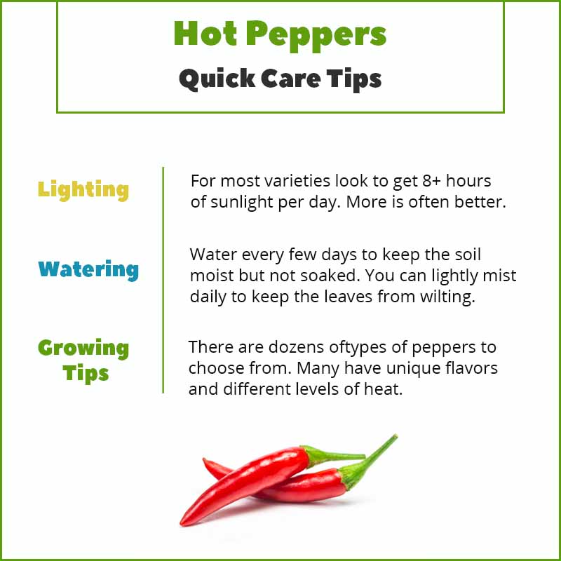 Growing Hot Peppers Indoors