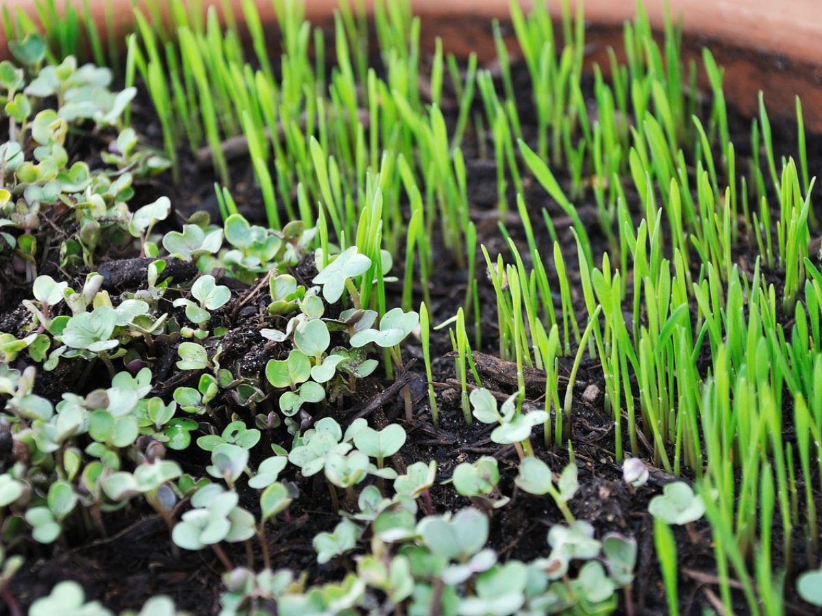 Beginners Guide To Growing Microgreens