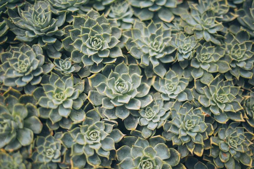 How Long Can Succulents Go Without Water?