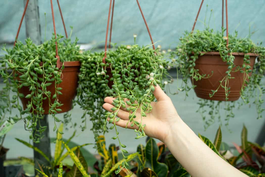 Growing String Of Pearls Indoors - Joy Us Garden