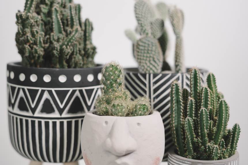 Best Types Of Cacti For Indoor Growers