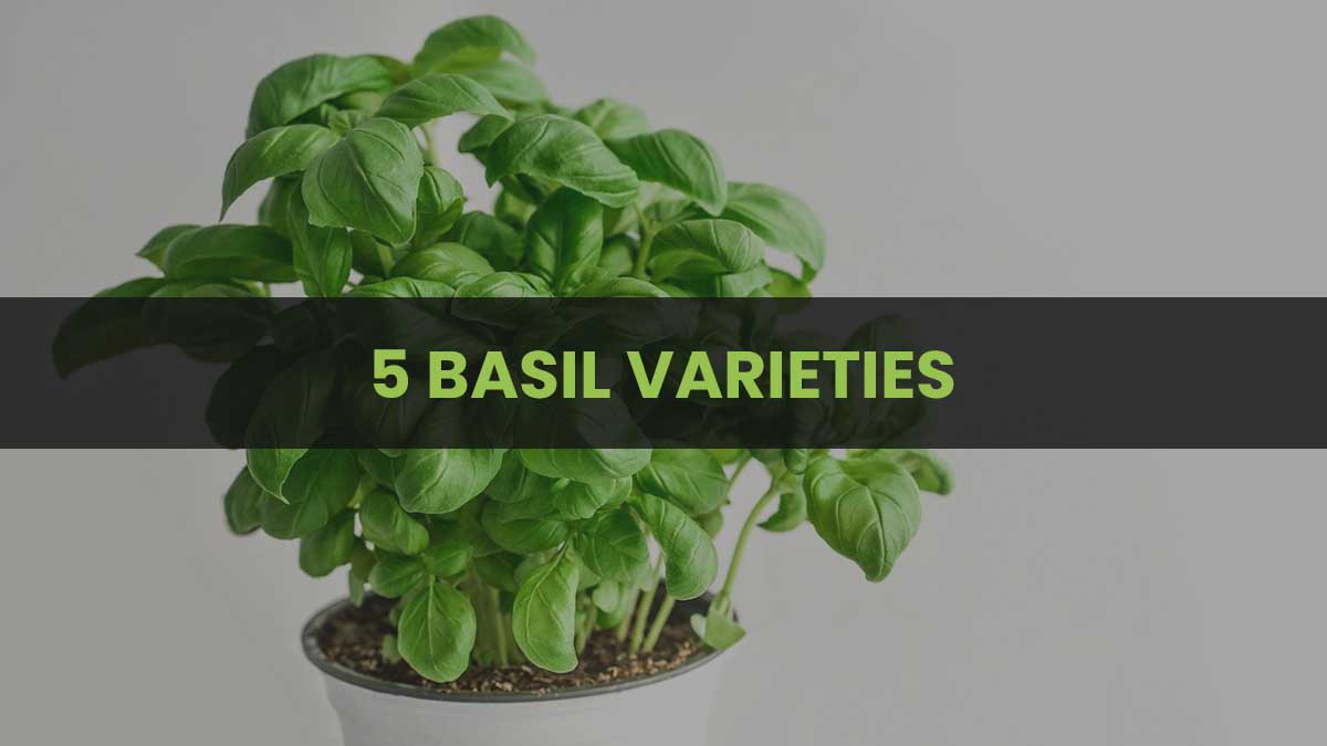 5 Basil Varieties All Chefs Should Know