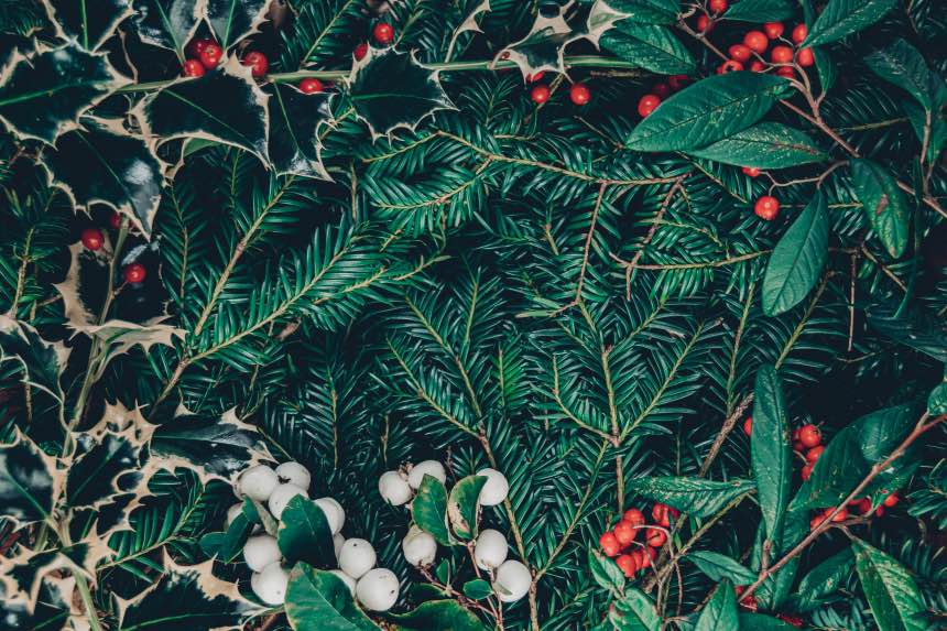 Best Plants For Christmas Decorating