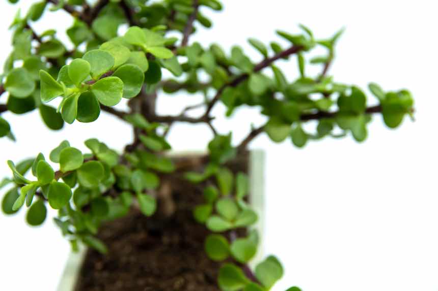 Growing Jade Bonsai Trees