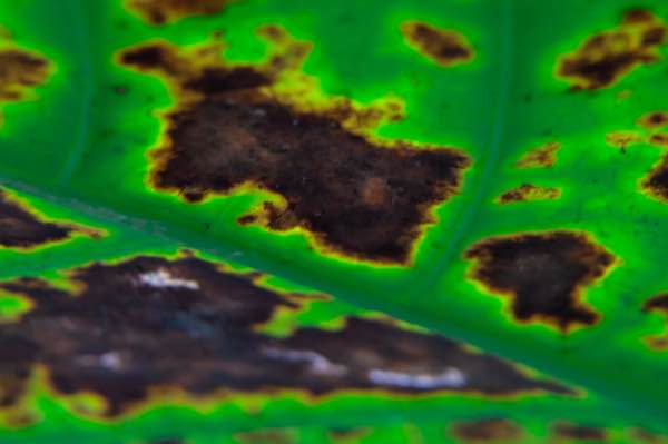 Bacterial Leaf Spot