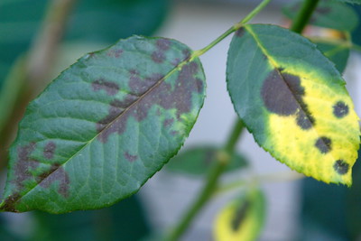 Black Spot Rose