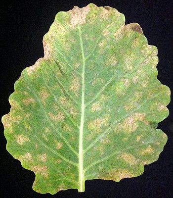 Mosaic Virus