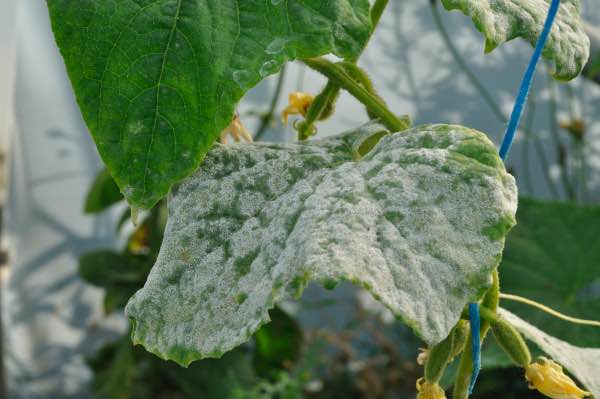 Powdery Mildew