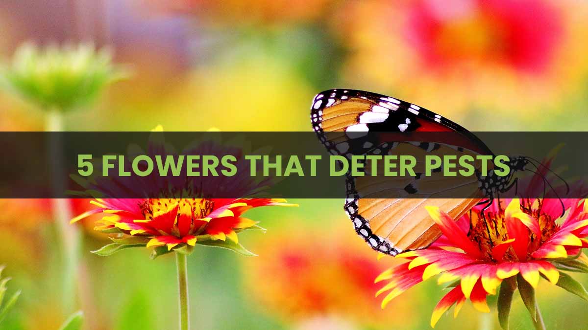 Protect your Garden with Flowers: which flowers to grow to deter pests