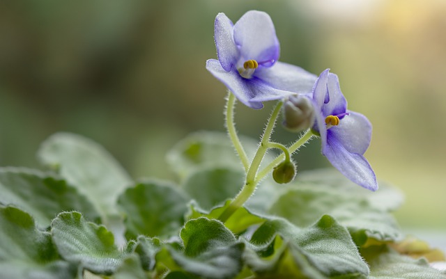 Growing African Violets Indoors