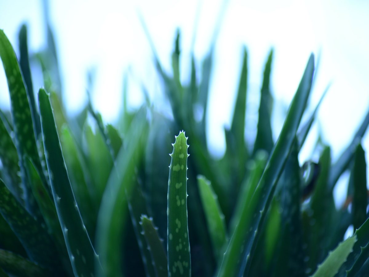 How to Grow Your Aloe Vera Indoors