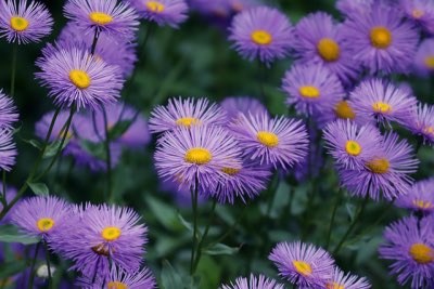 Aster Flowers