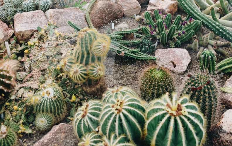 15 Best Indoor Cactus Varieties