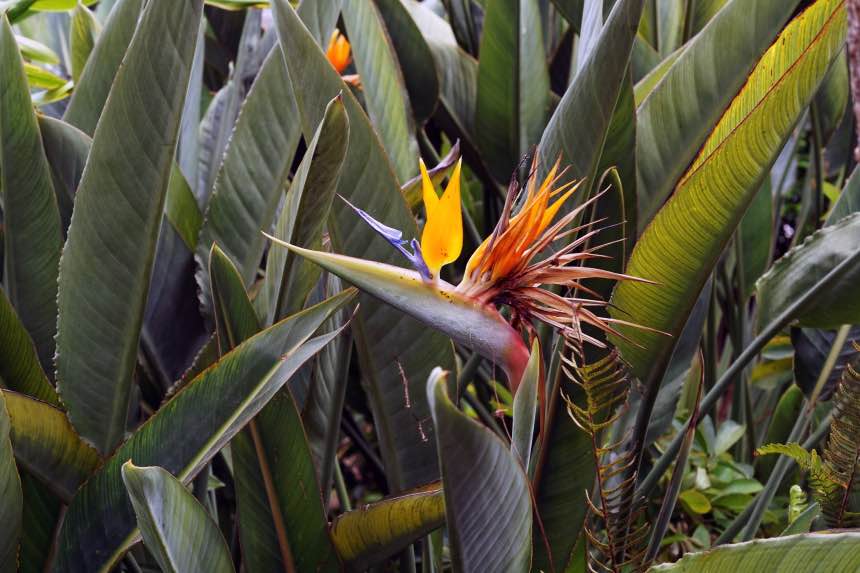 Indoor Birds Of Paradise Care Guide