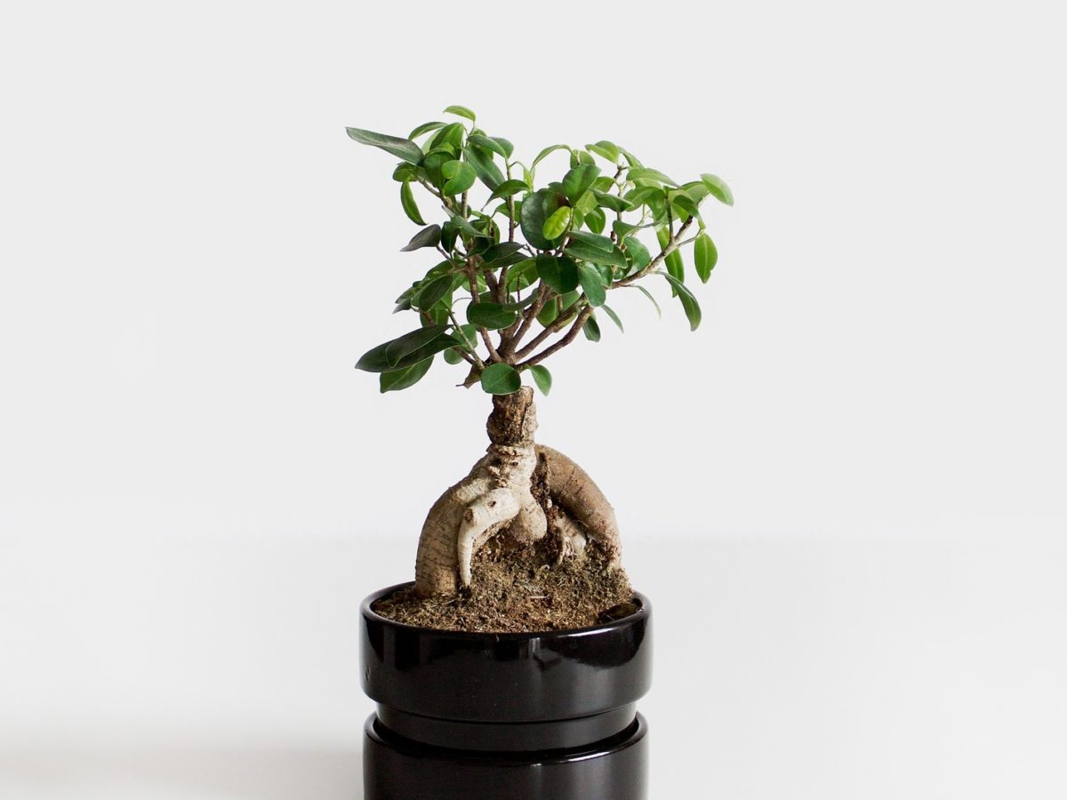 Indoor Bonsai - The Ficus