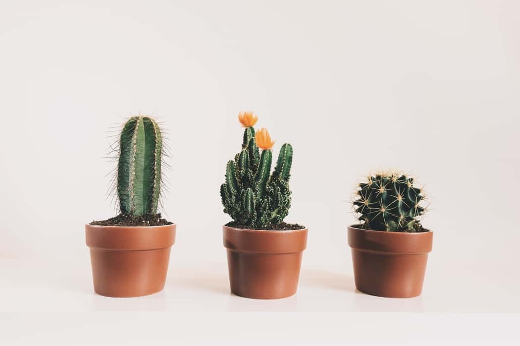 Cactus Plant Care Guide