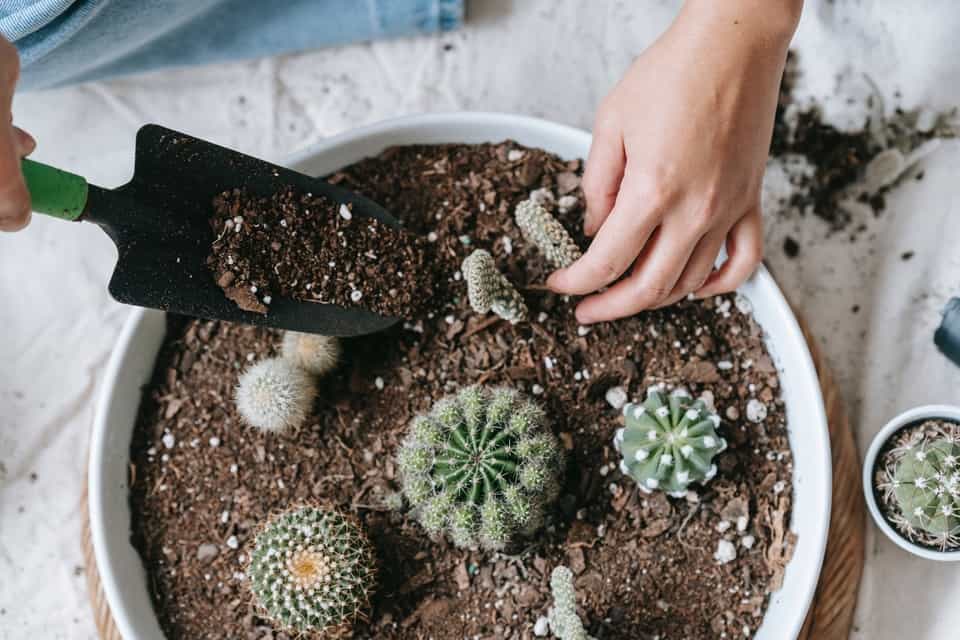 Cactus Propagation