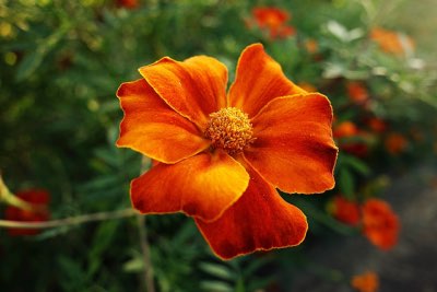 Calendula Flowers