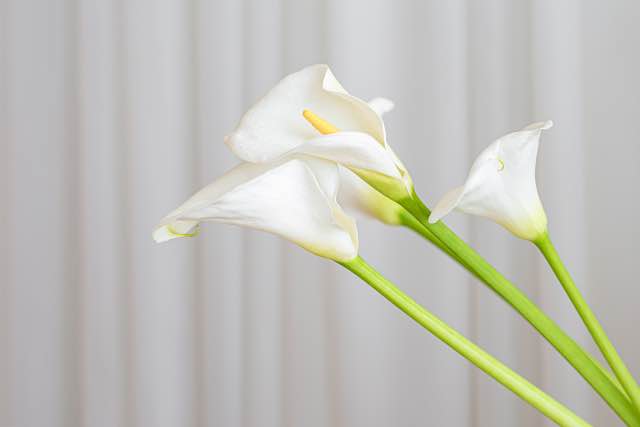 How To Grow Calla Lilies Indoors