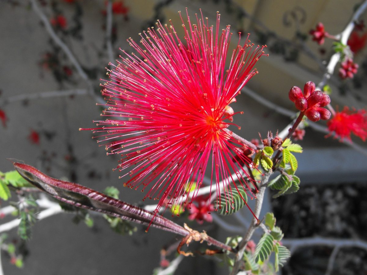 Fairy Duster Plant