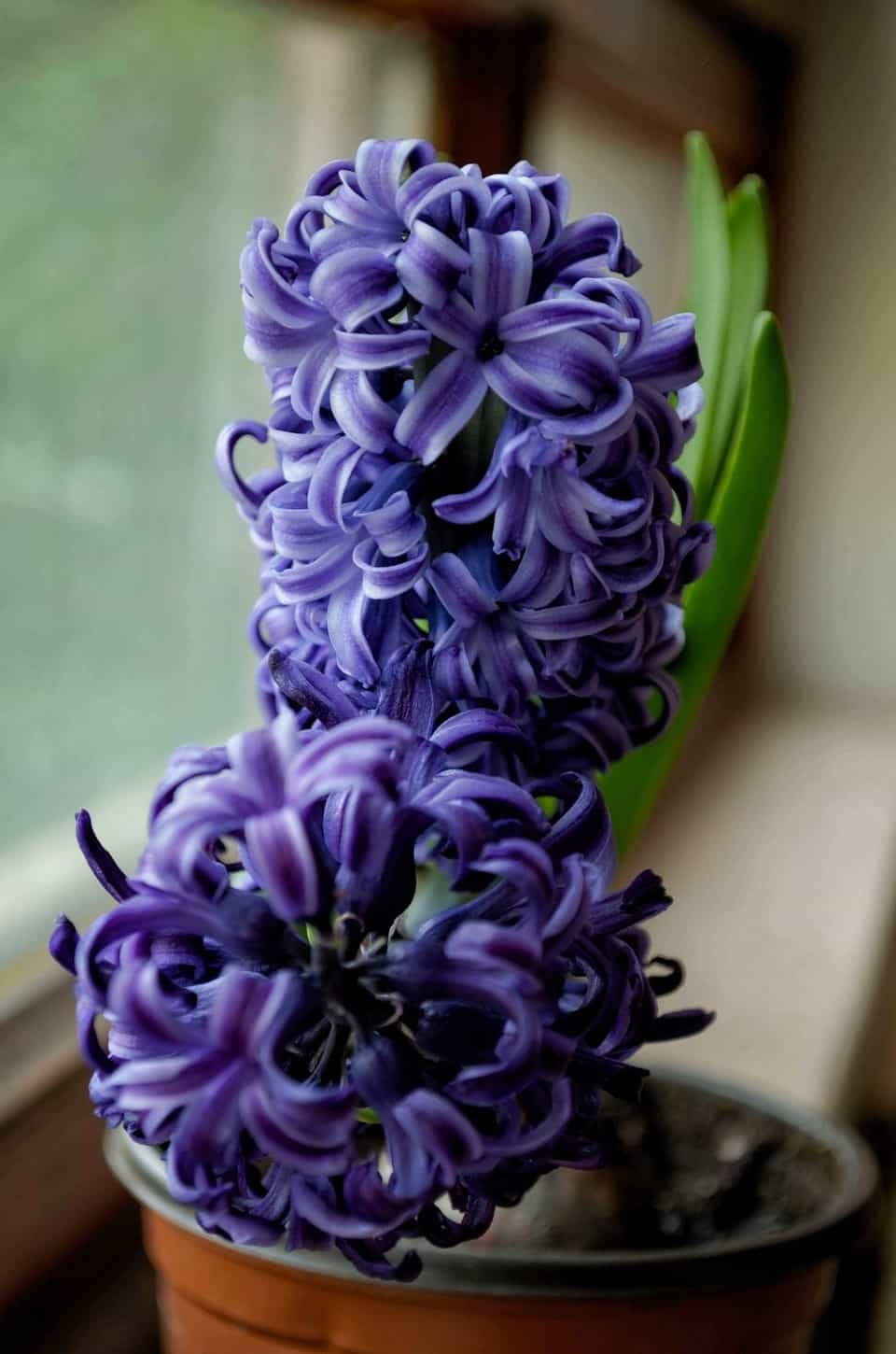 Caring for Hyacinth Indoors