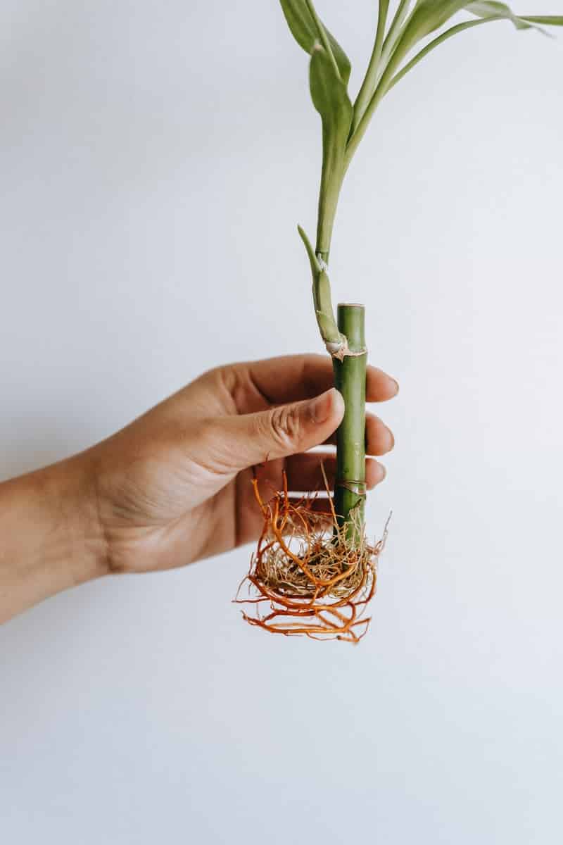 Caring For Lucky Bamboo