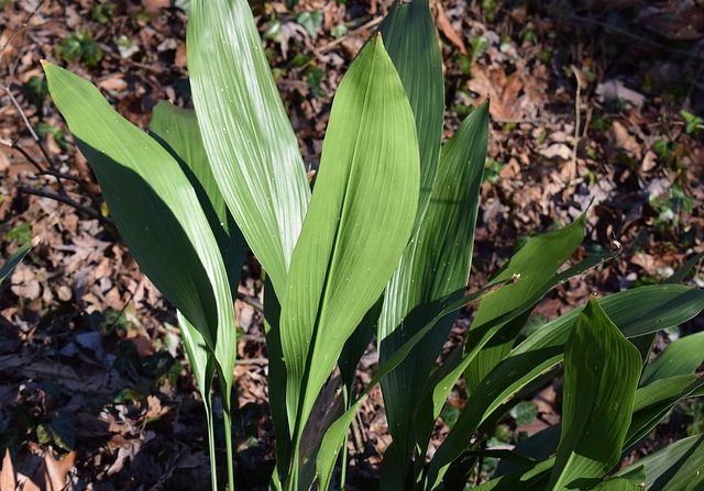 Cast Iron Plant