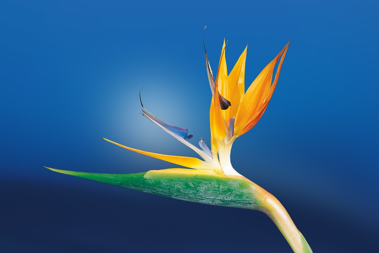 Birds Of Paradise