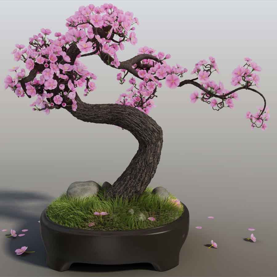 Caring For a Cherry Blossom Bonsai
