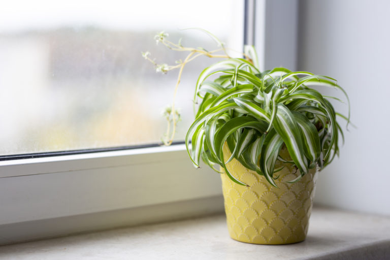 Spider Plant