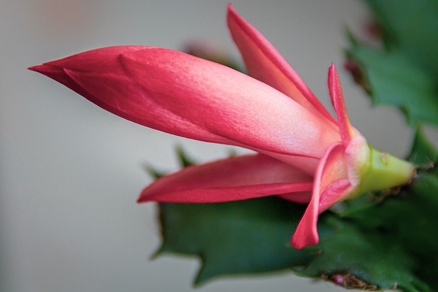 Christmas Cacti