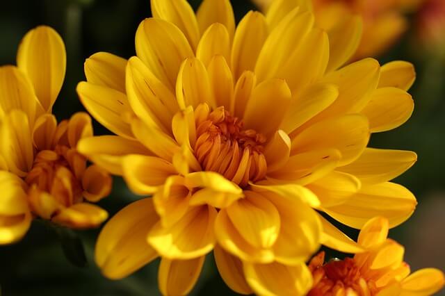 Chrysanthemum Flowers