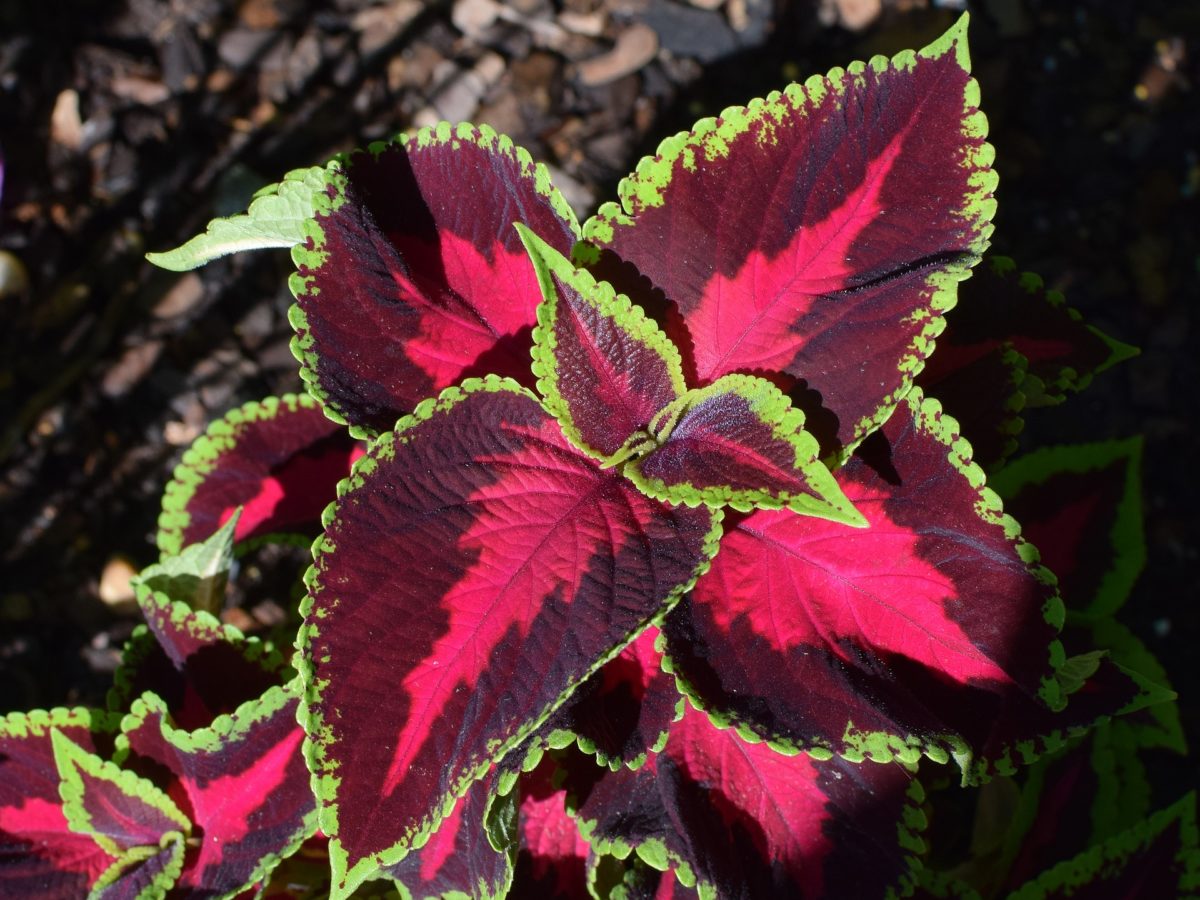 Growing Coleus Indoors For a Beautiful Home