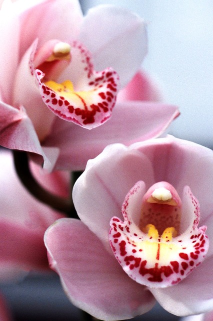 Cymbidium Orchid