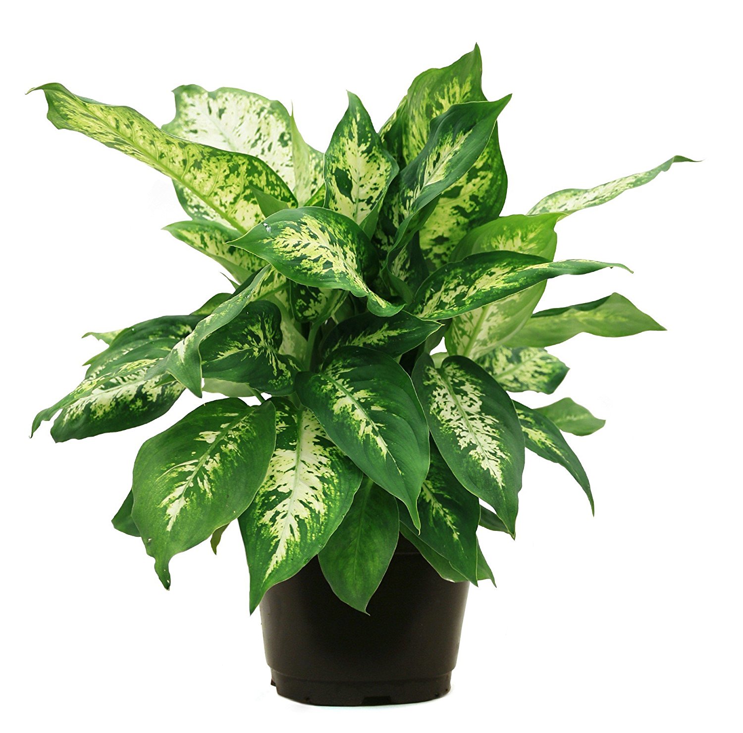 Dieffenbachia