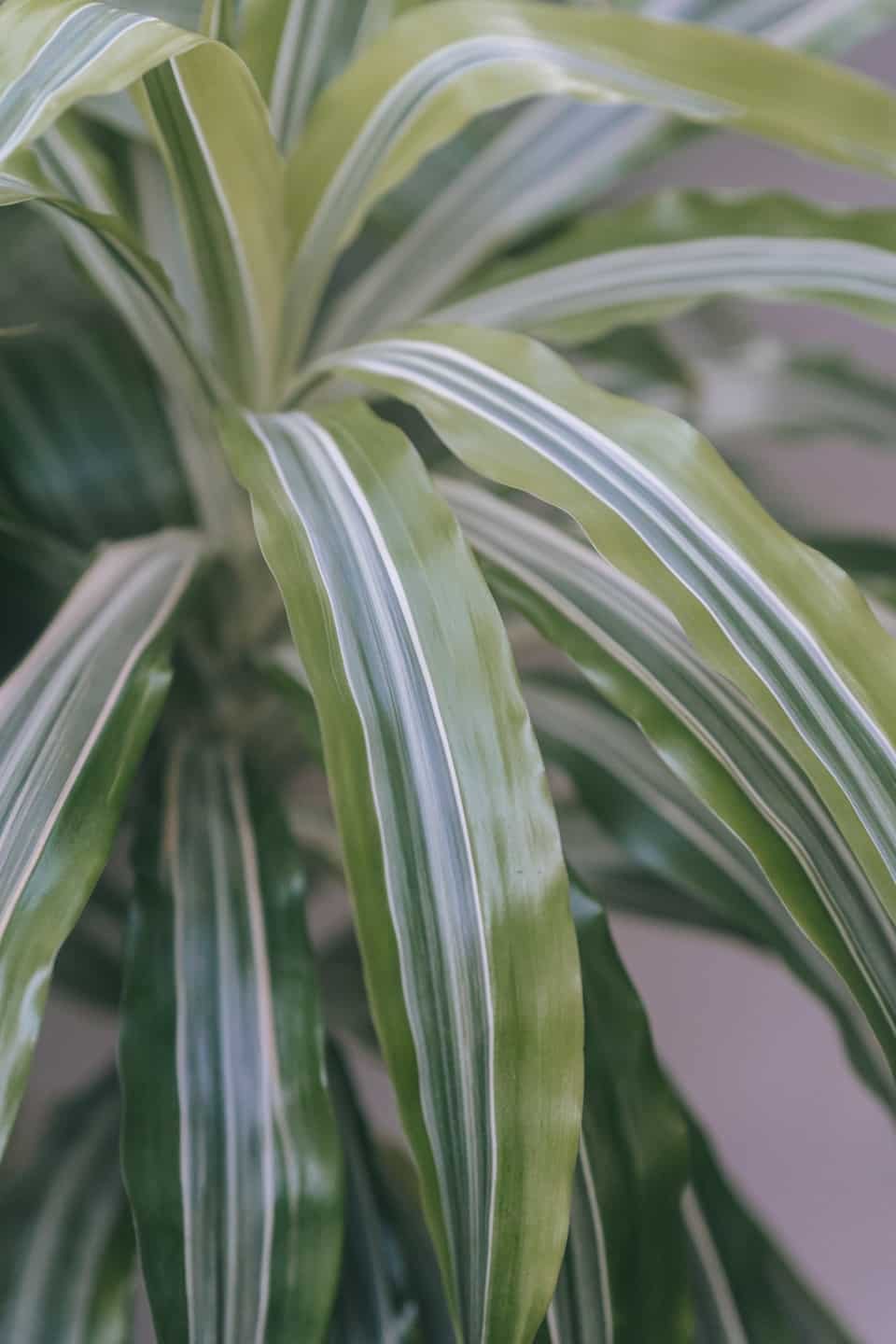 How to Care for Your Dracaena House Plant