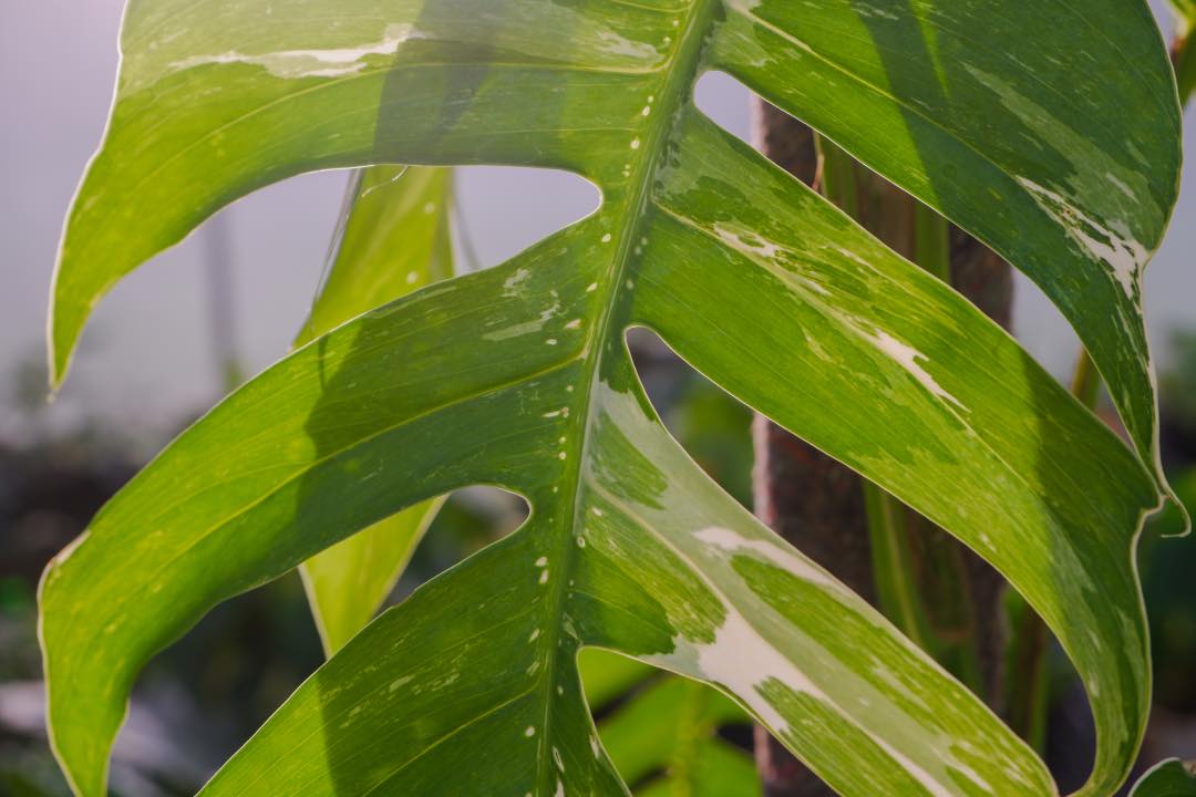 Growing a Dragon Tail Plant