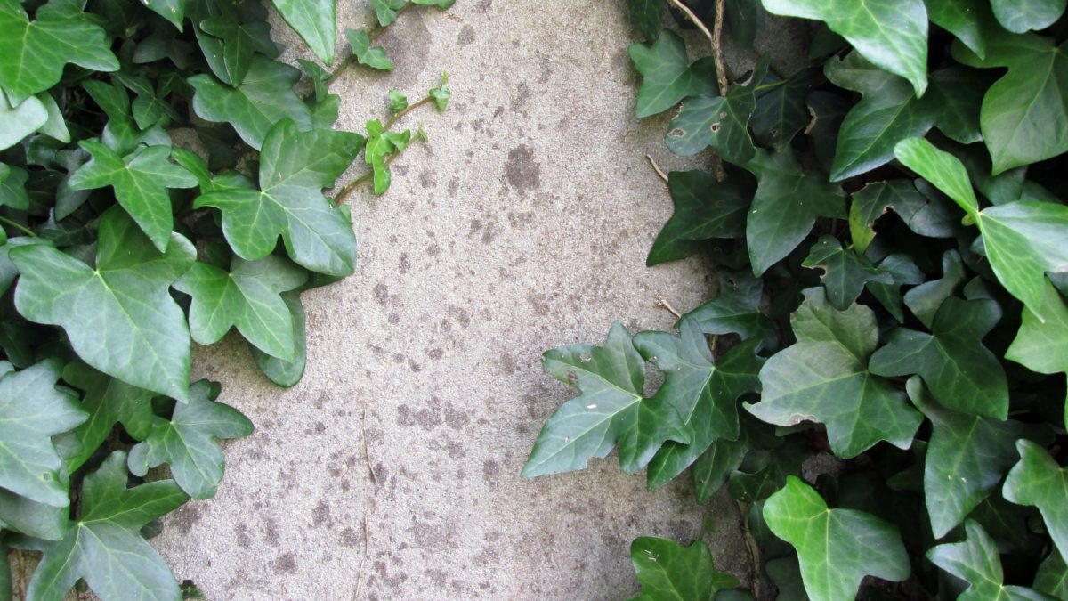 How to Grow English Ivy Indoors